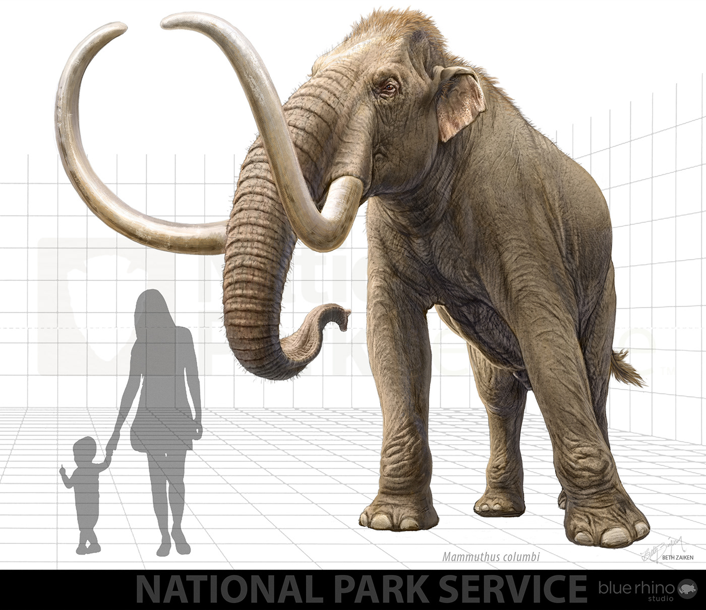 Fossil horse ice age mammoth national parks nevada pleistocene Sabertooth scientific tule springs