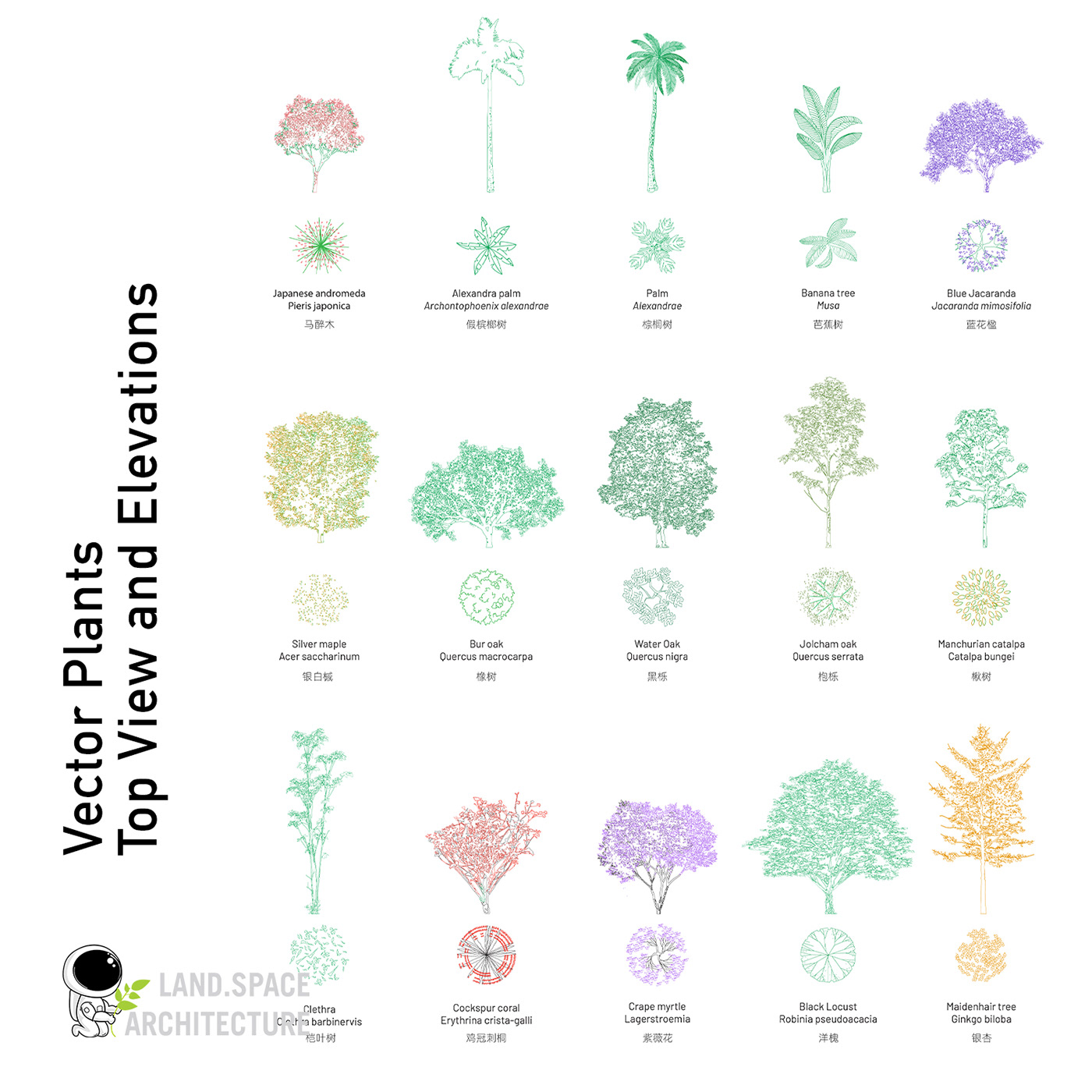 architecture design Flowers Landscape Architecture  Landscape Design Landscape Designer plants Tree  tree illustration vector tree visualization