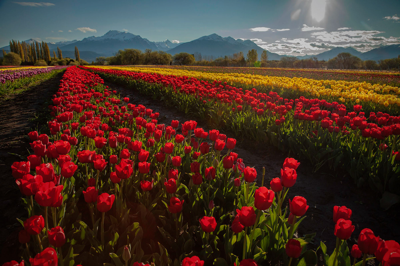 tulipanes patagonia argentina Patagonia landscape Landscape Argentina landscape photography