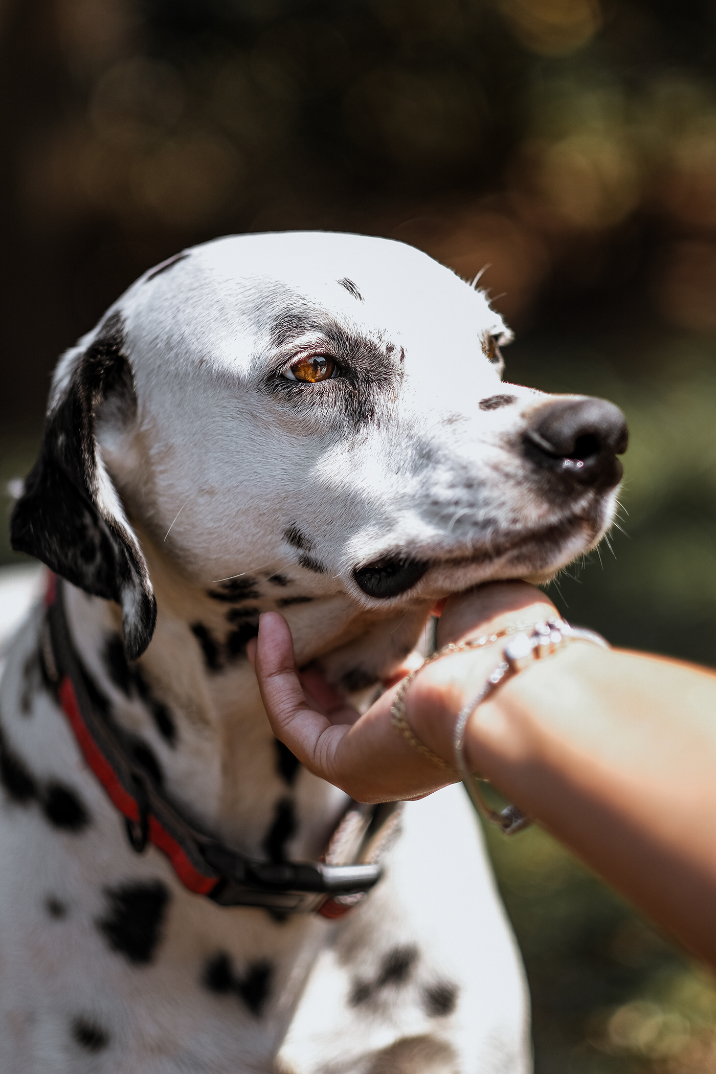animal dalmation dog Photography  photoshoot portrait smile