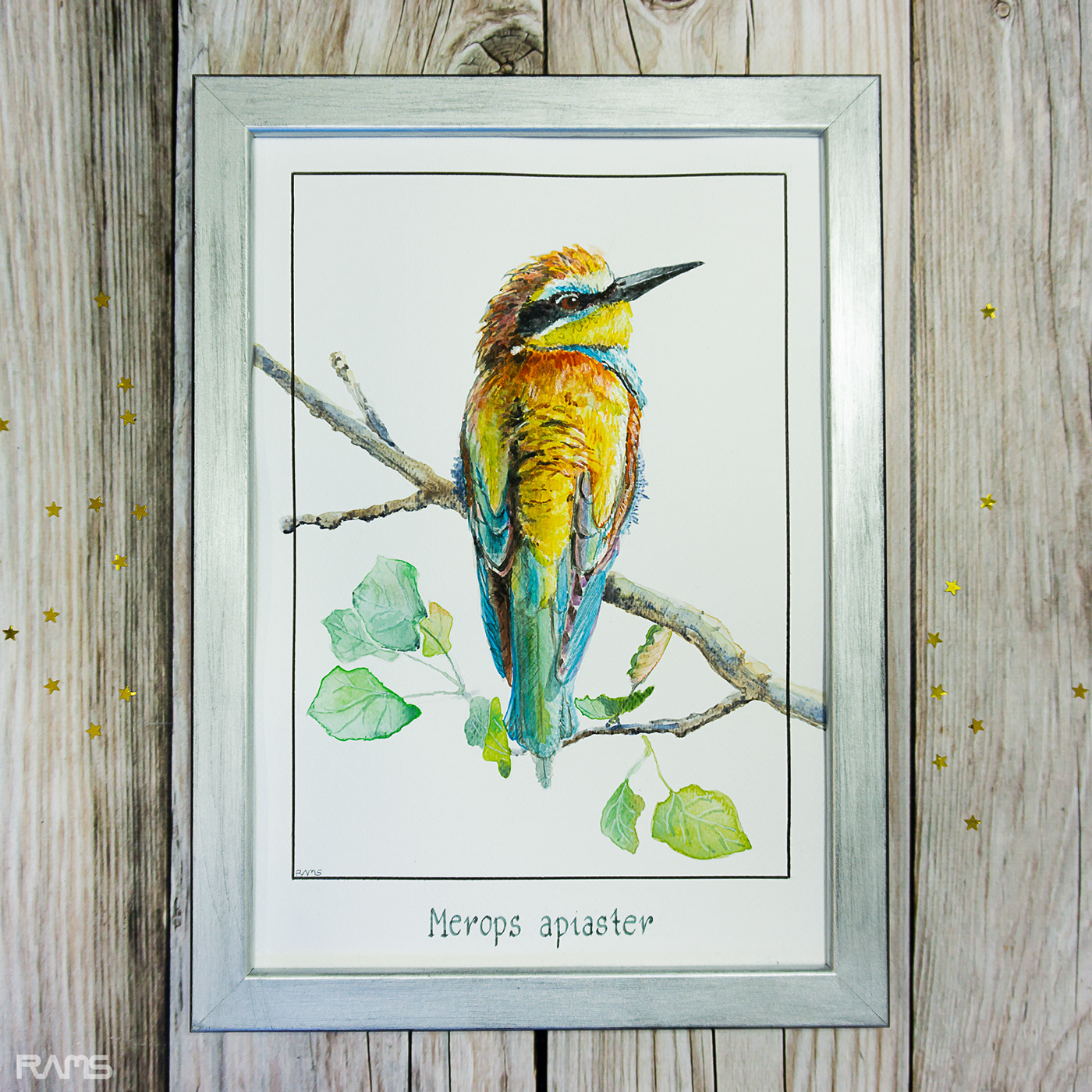 aquarelle art bird birds Merops apiaster painting   Paintings watercolor