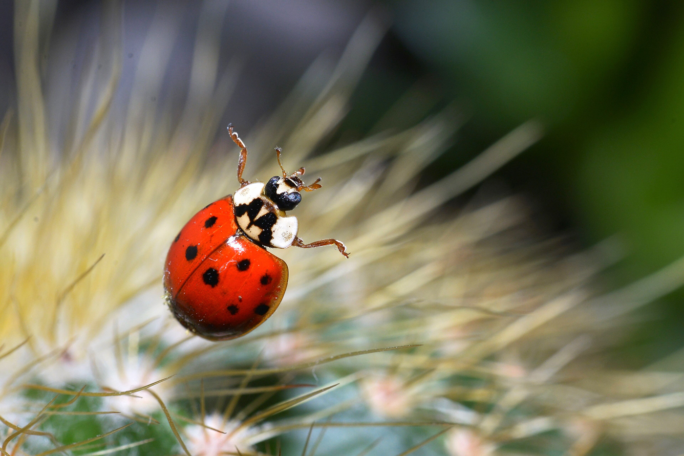 Coccinellidae lady bug ladybird Nature Photography 