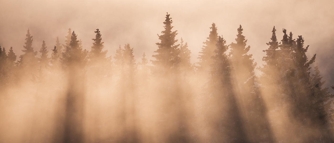 Outdoor Photography  lightroom photographer Minimalism fine art Tree  fog mist forest