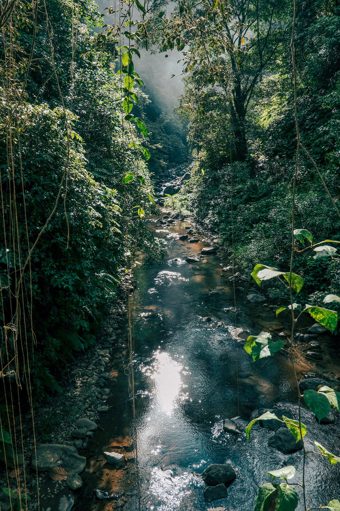 indonesia bali adventure trip jungle Nature Waterfalls