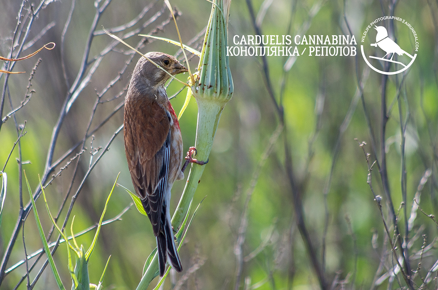 Carduelis cannabina bird birds birdswatching volgograd Russia wildlife Common linnet
