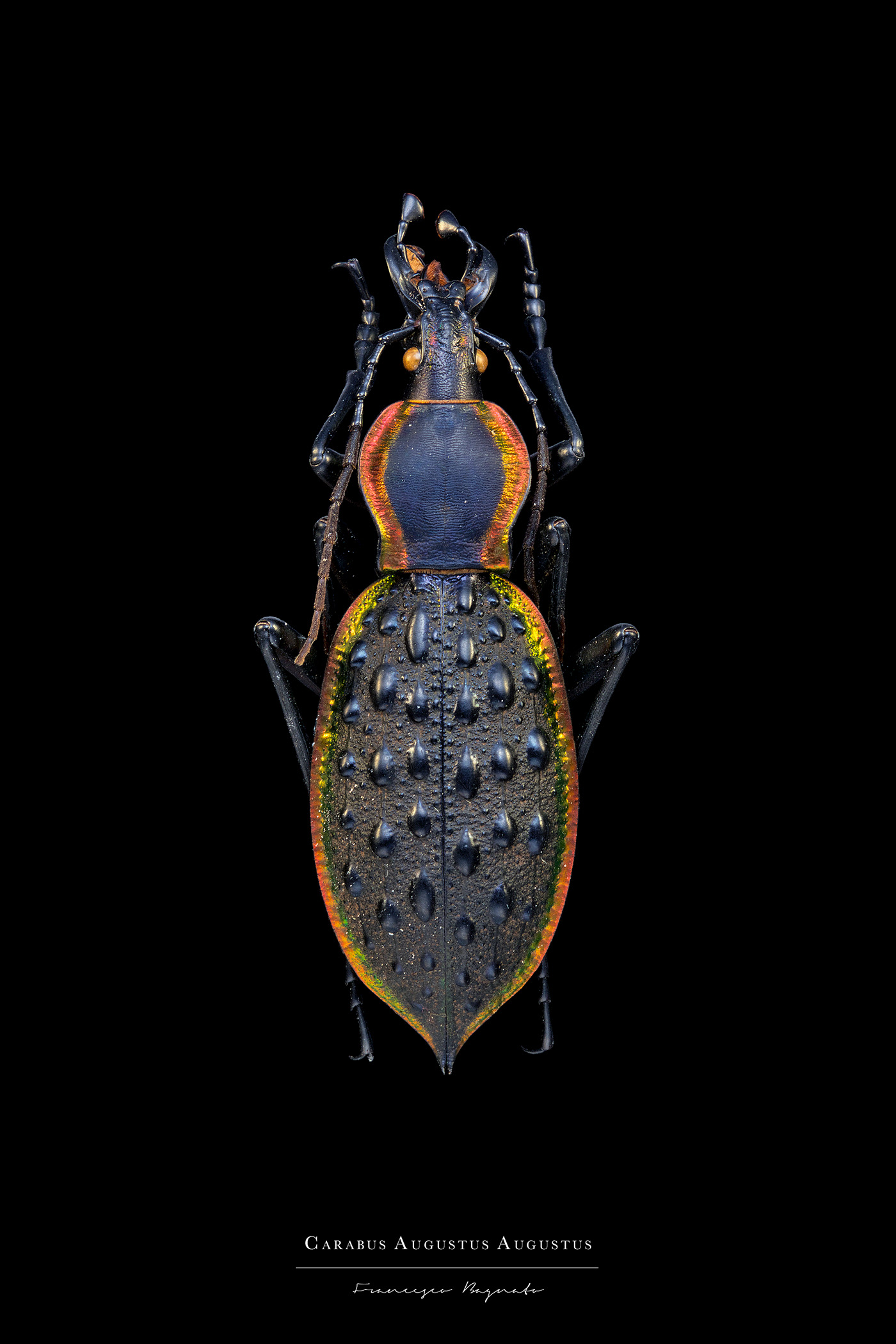entomology insect macrophotography Photography  Nature bagnato wettaman