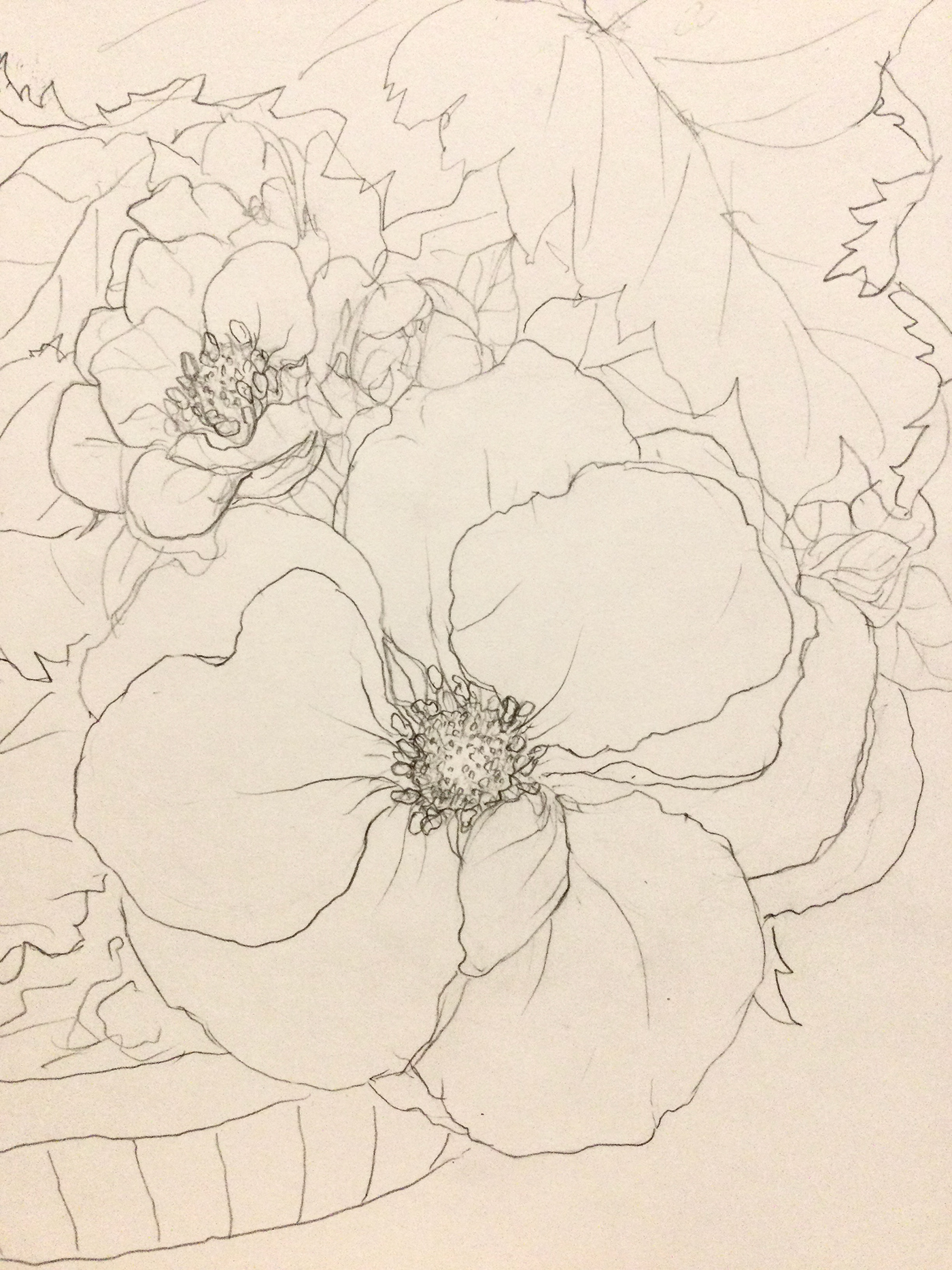 flower sketch strawberry Datura metel