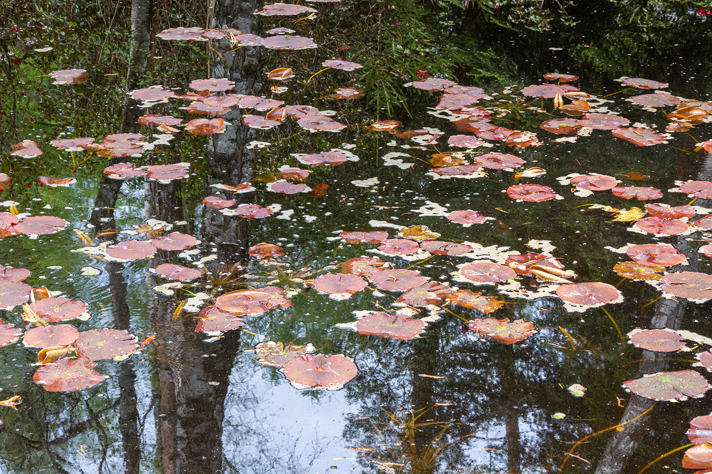 Nature Landscape water pond swamp reflection leaves spring summer trees