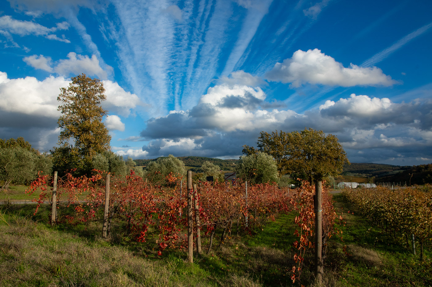 Terroir autunno Nature Landscape Photography  color Tuscany countryside vigne vigneti in autunno