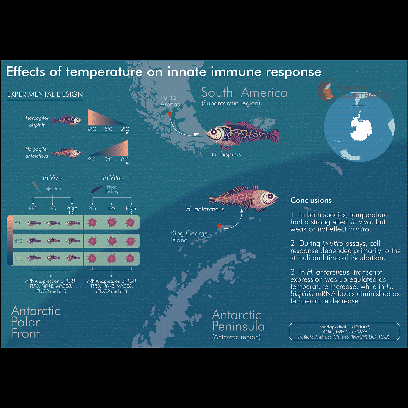 animal biology climate change Digital Art  fish global warming Nature Ocean science scientific illustration