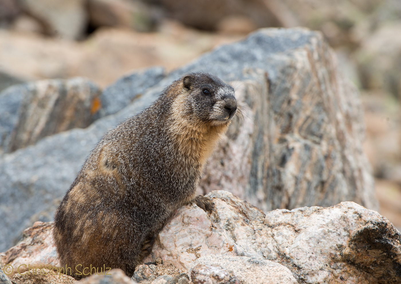 Rocky mountains Rocky Mountains usa Colorado hirsche deer Murmeltier marmot mouse