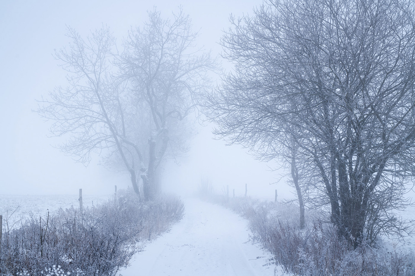 fog frozen Landscape mist Nature path snow tree avenue whiteout winter