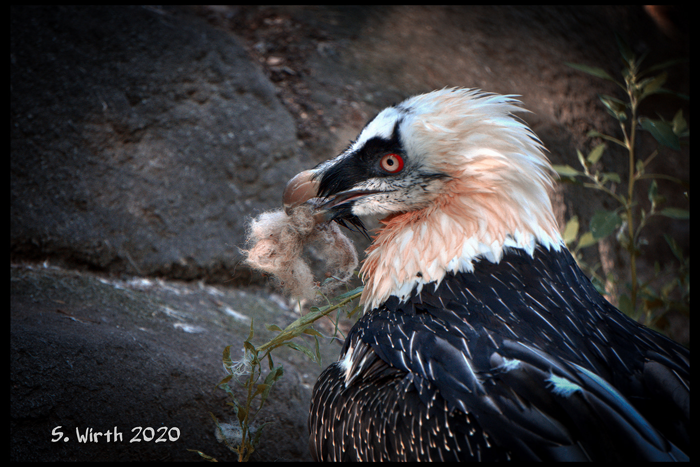 august 2020 Behavior bird Gypaetus barbatus nesting Stefan F. Wirth vulture zoo berlin