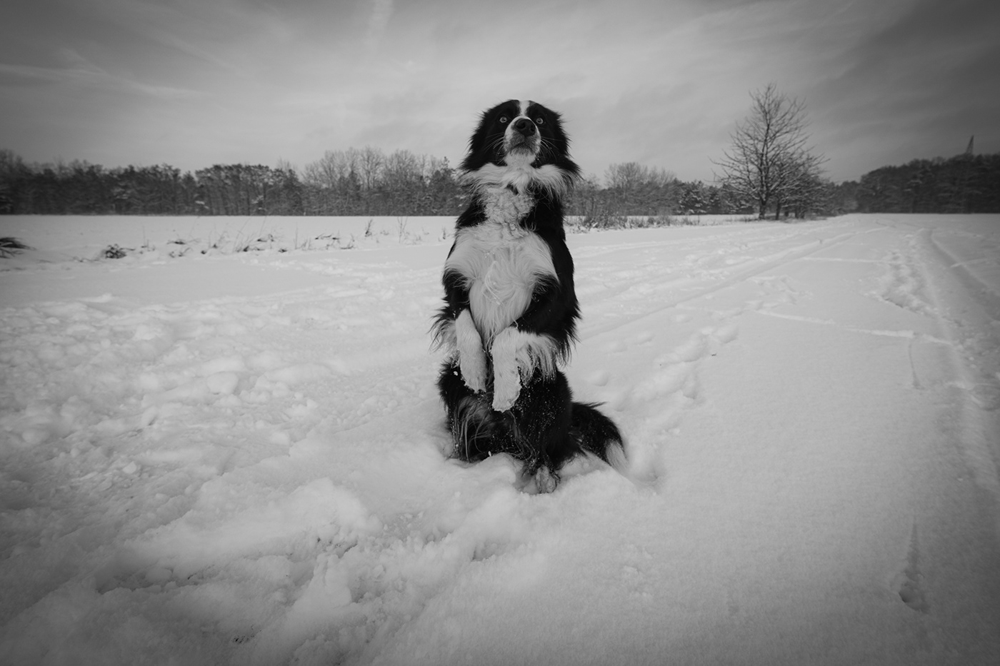 snow intelligent Active loyal Herd Breed obedience friendly family athletic Fur blackandwhite Agility bordercollie dog obedience training trainable workingdog