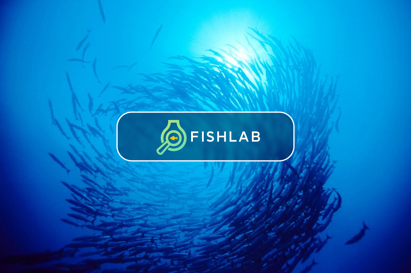 Fish logo, Logo design, Modern logo design
