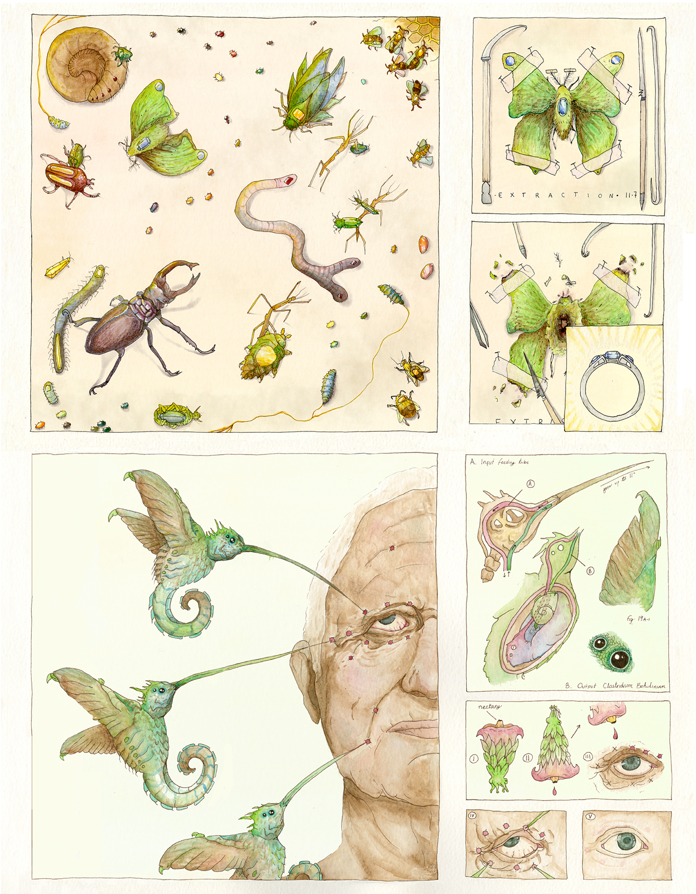 watercolor scientific illustration Creature Design Sequential Art animal illustration portrait botox beauty Insects hummingbird