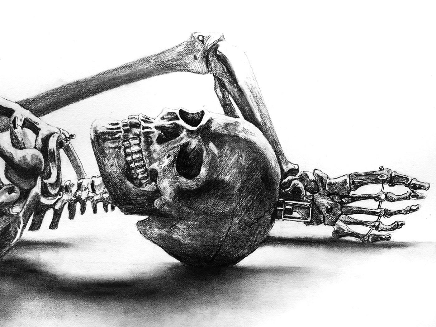 anatomy bones skeleton skull academic Anatomy drawing study svanyc ribcage