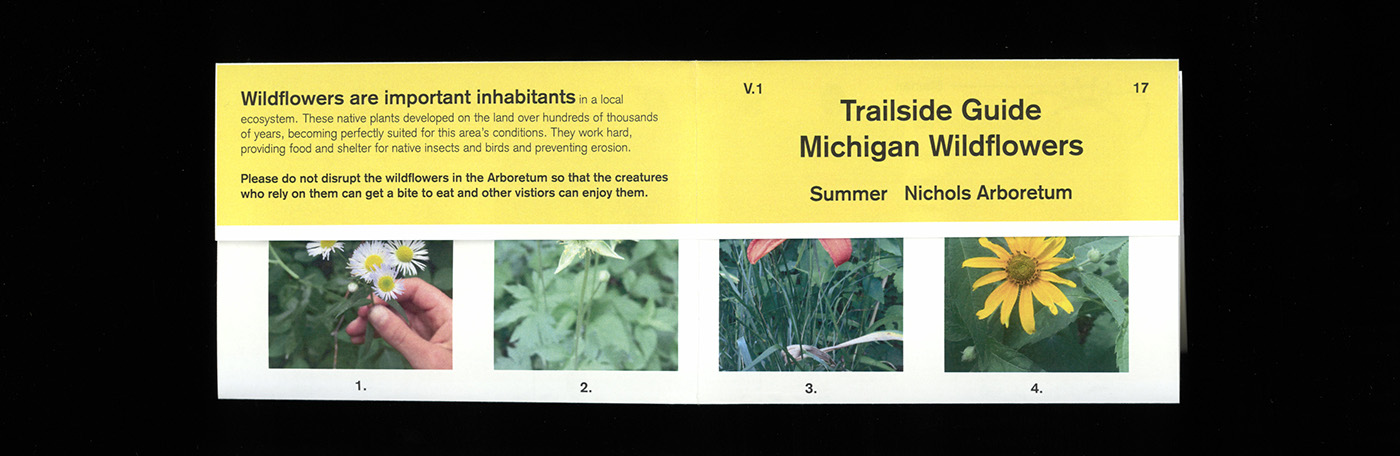 wildflower Guide Native Michigan Nature Park plants yellow information