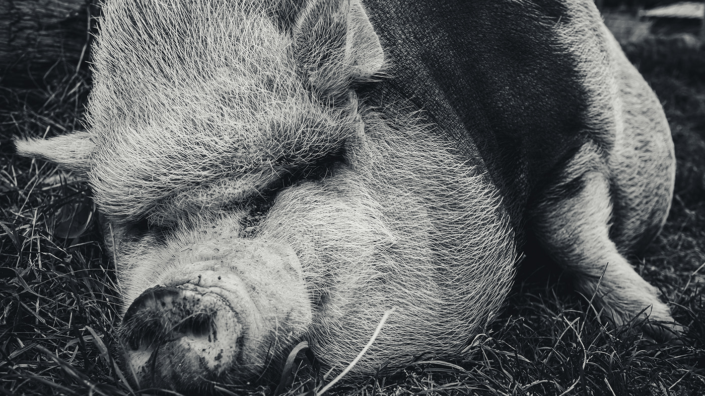 farm black and white campaign dirt exploitation pig pork portrait puddle weekend