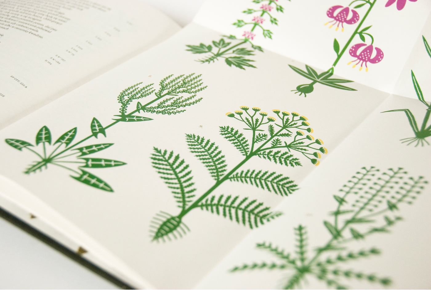 plants Serigraphy Herbarium Folklore gold book simple botany botanical herbs