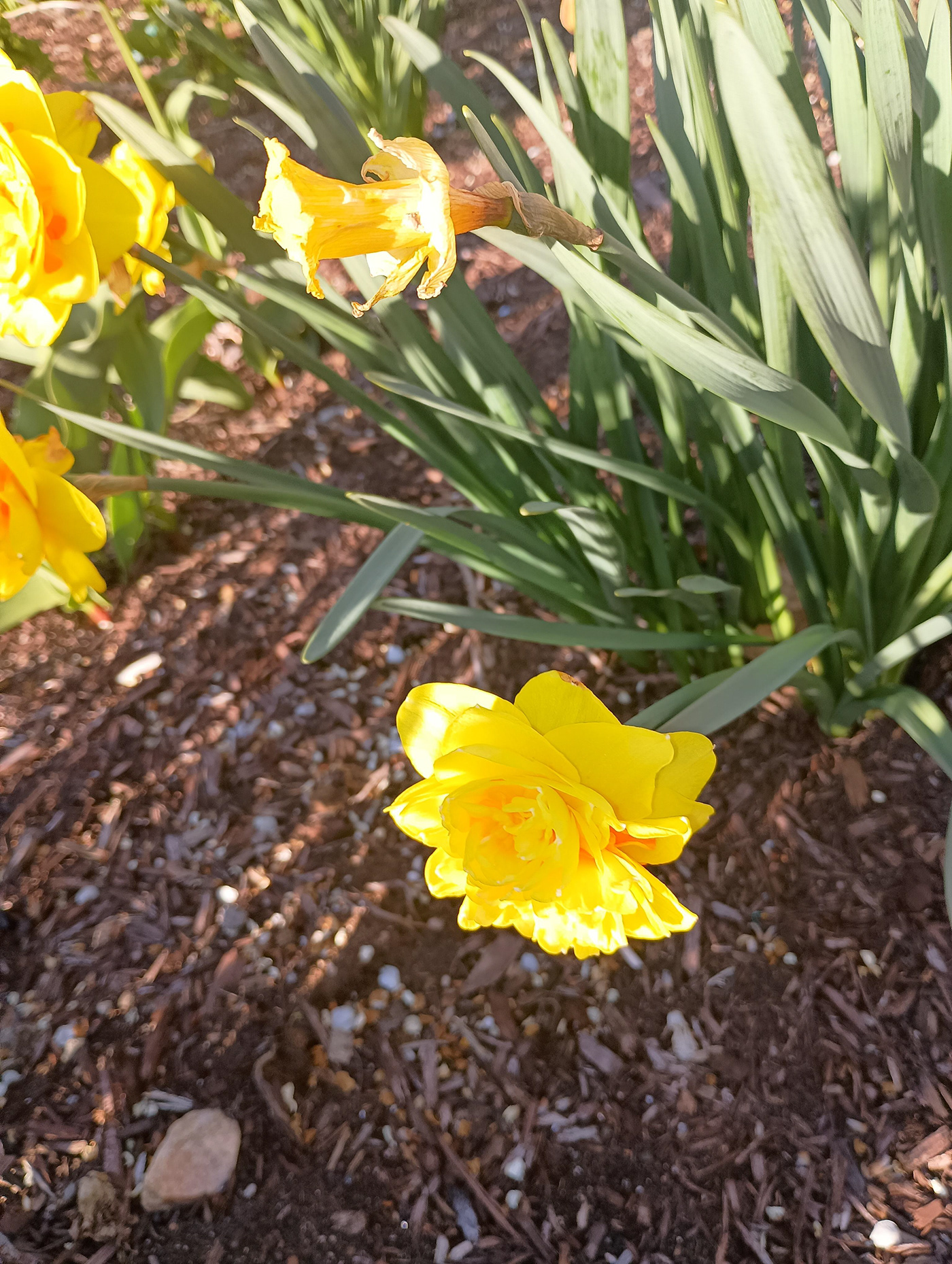 Flowers Spots yellow daffodil orange