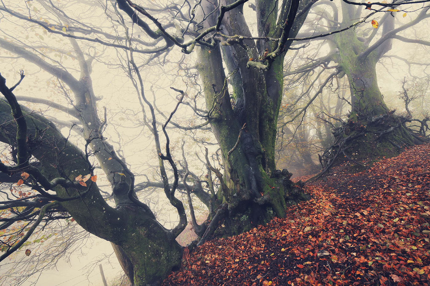 autumn Beech fog leaves Nature Treescape woodland forest Landscape path