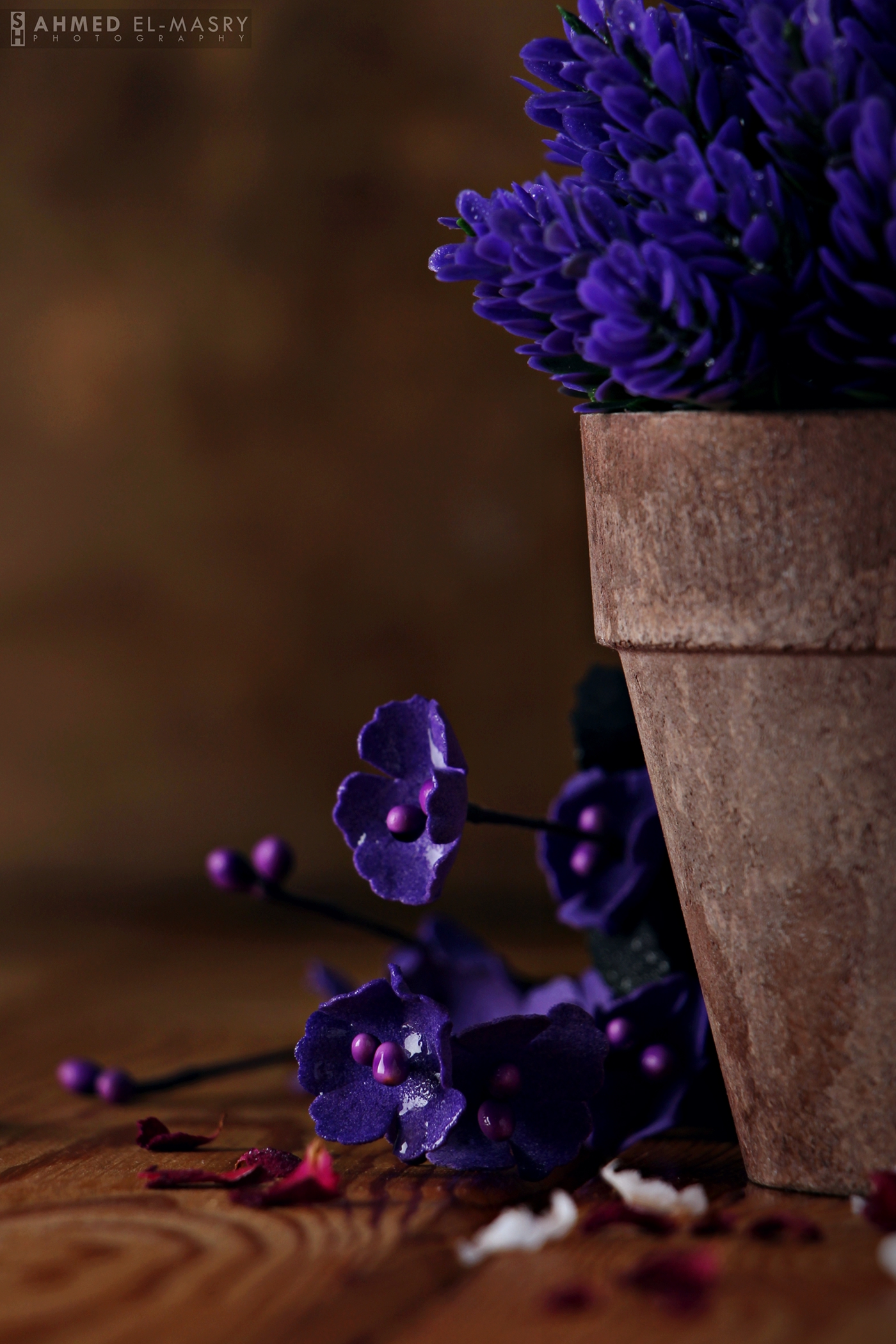 Canon stilllife Photography  dark hope shadow flower Vase