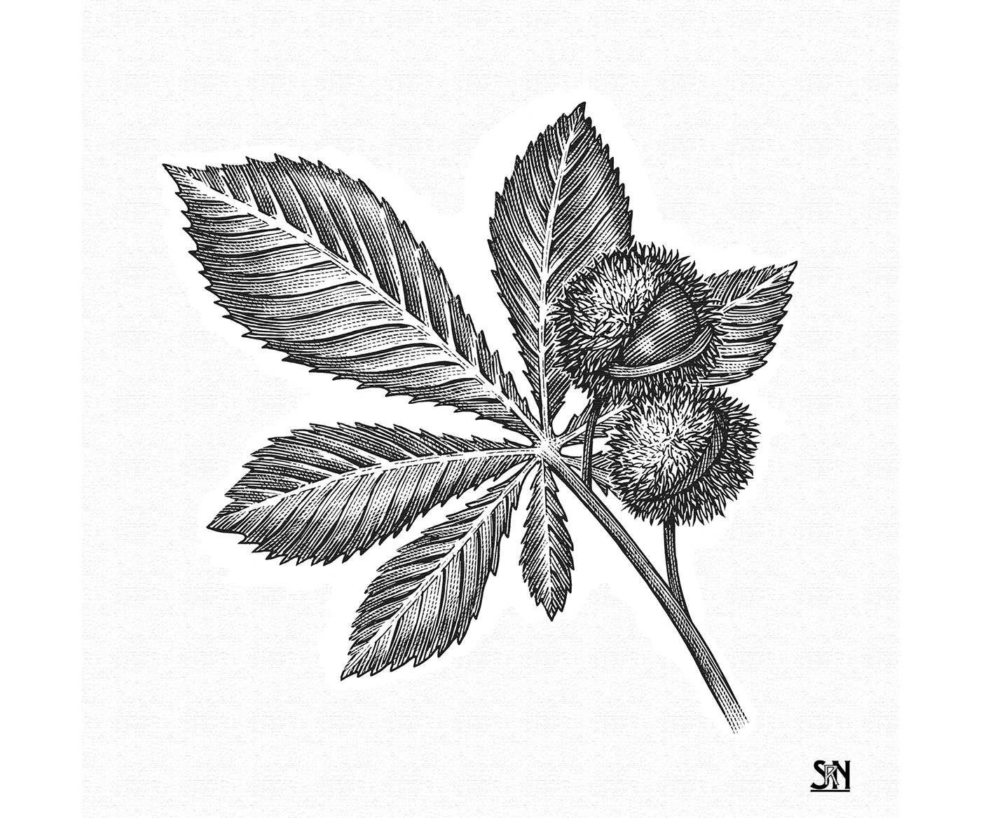 botanical engravings botanical illustrations etchings line art scratchboard woodcuts Steven Noble woodcut