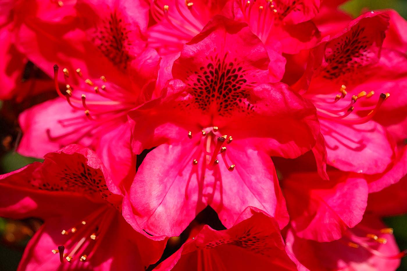 abstract painting   Rhododendron blossom blooming bloom red close-up macro