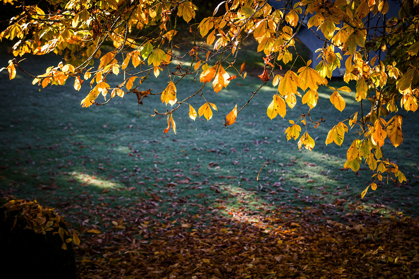 autumn leaves lightroom Adobe Portfolio light herbst blätter