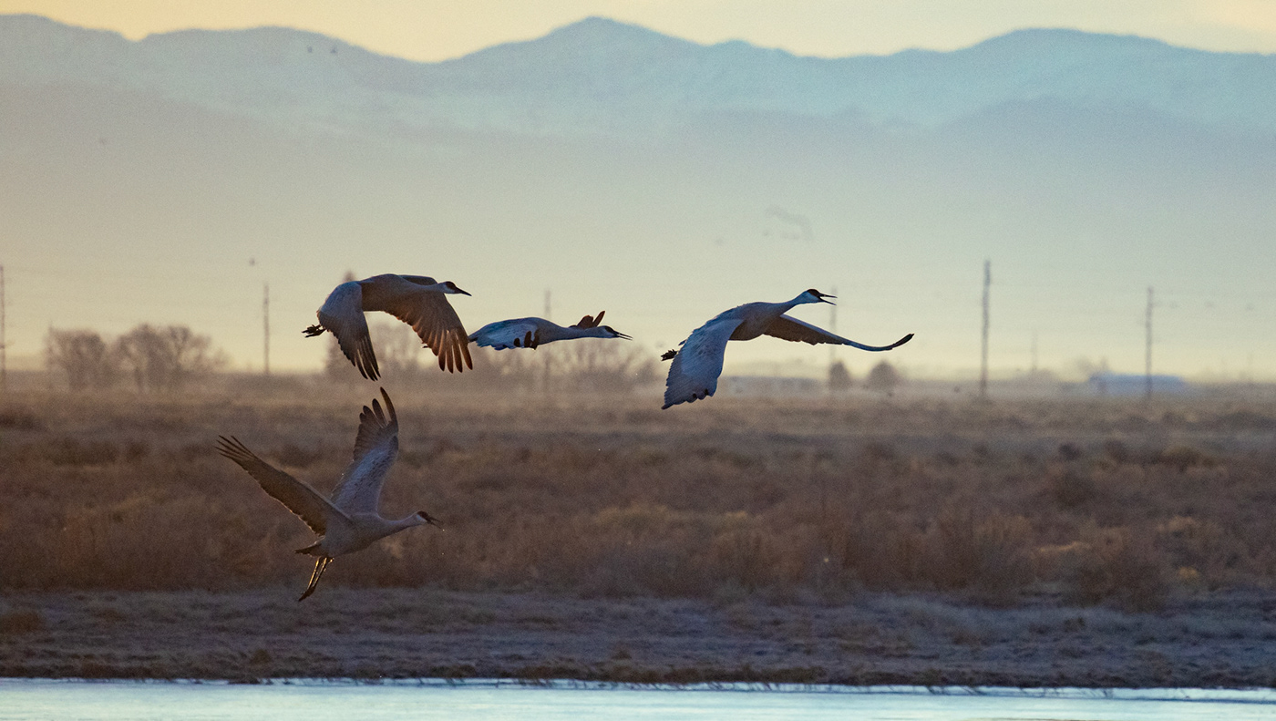 cranes at sunrise Alamosa