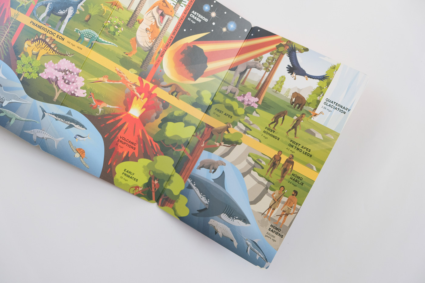 Dinosaur animal science evolution flaps timeline book book design foldout