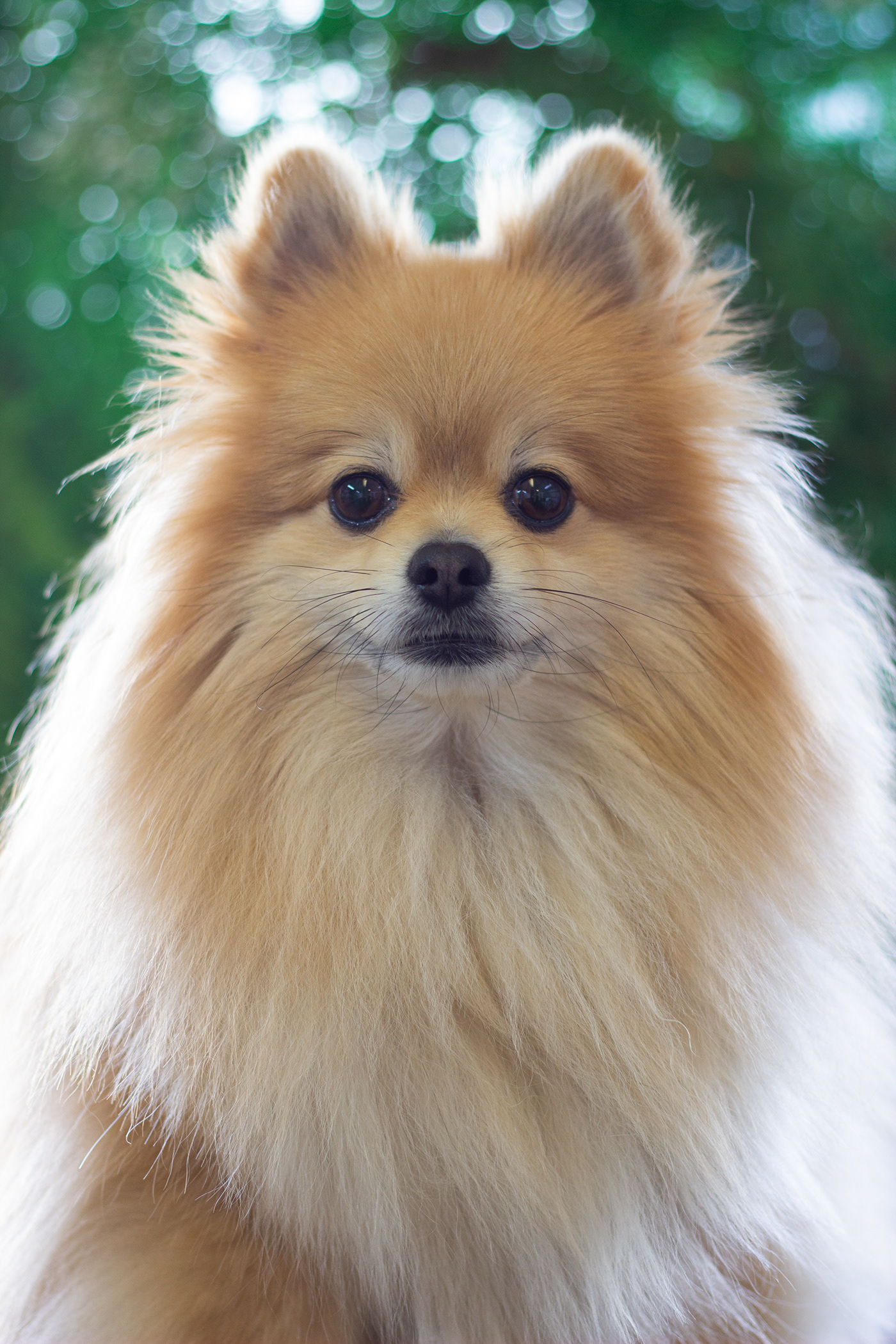 spitz Pomeranian dog Pet animal Fotografia Photography  portrait lightroom Nikon