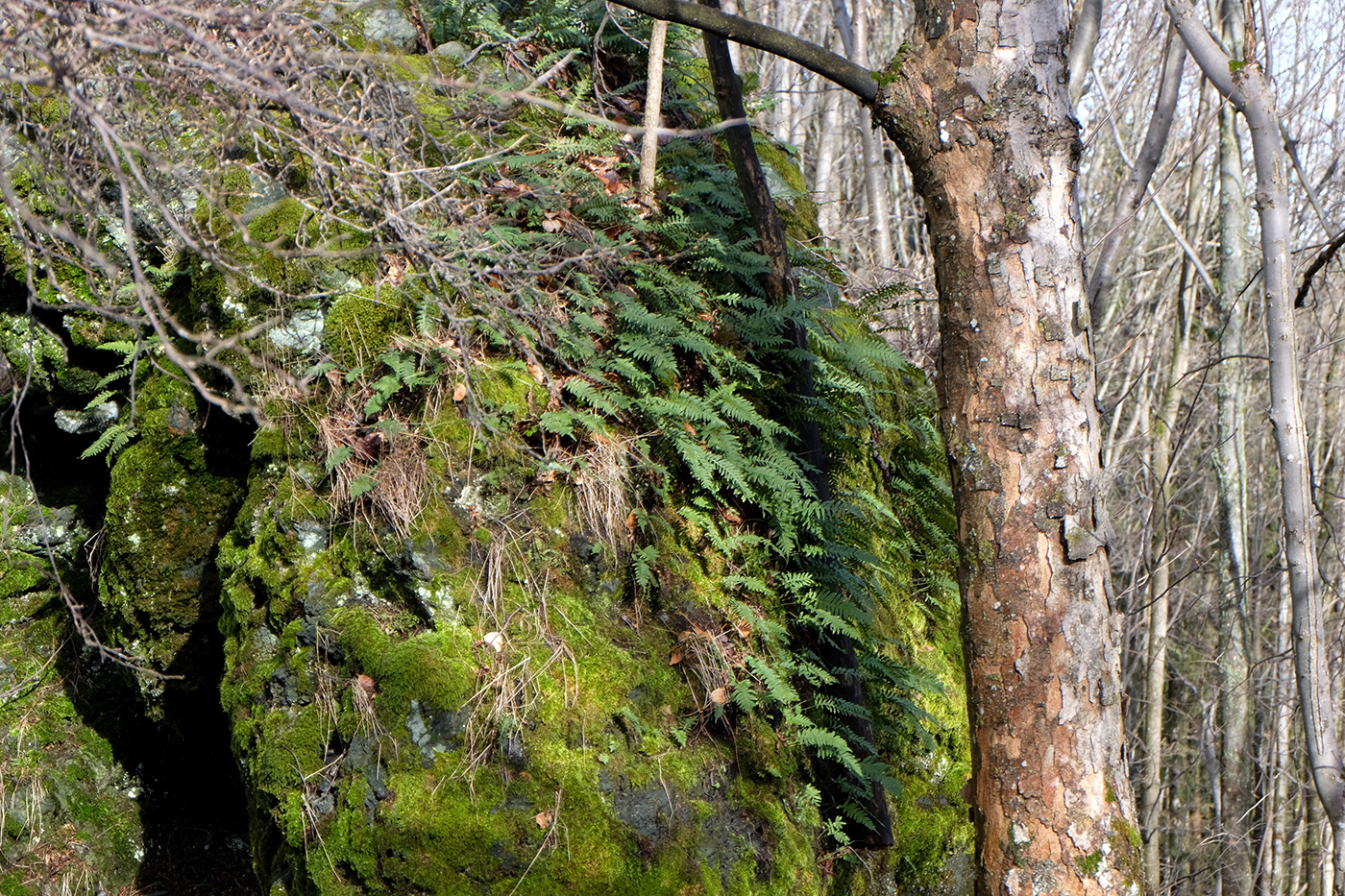 Tree  Nature forest Landscape mountains rocks