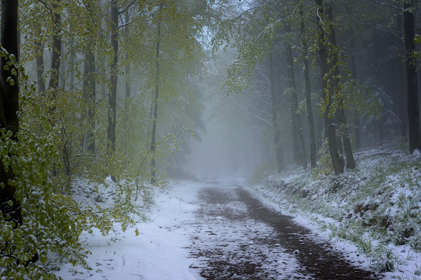 Fotografia snow spring mist fog mgła fotograf polska poland
