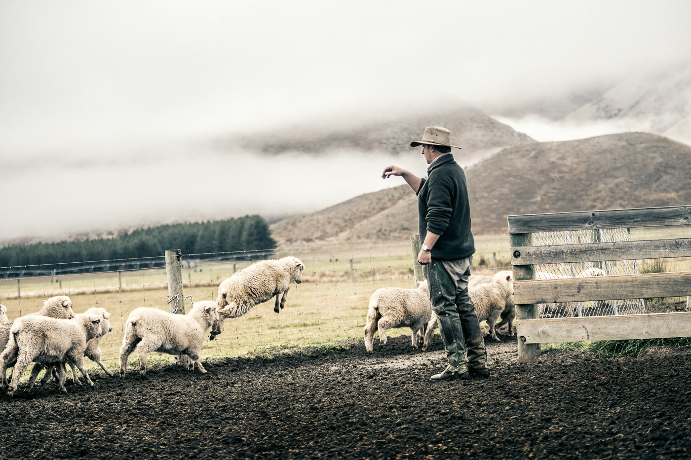 New Zealand sheep Merino sheep farm color grade cinematic retouching  high end retouching Commercial Retouching Creative Retouching