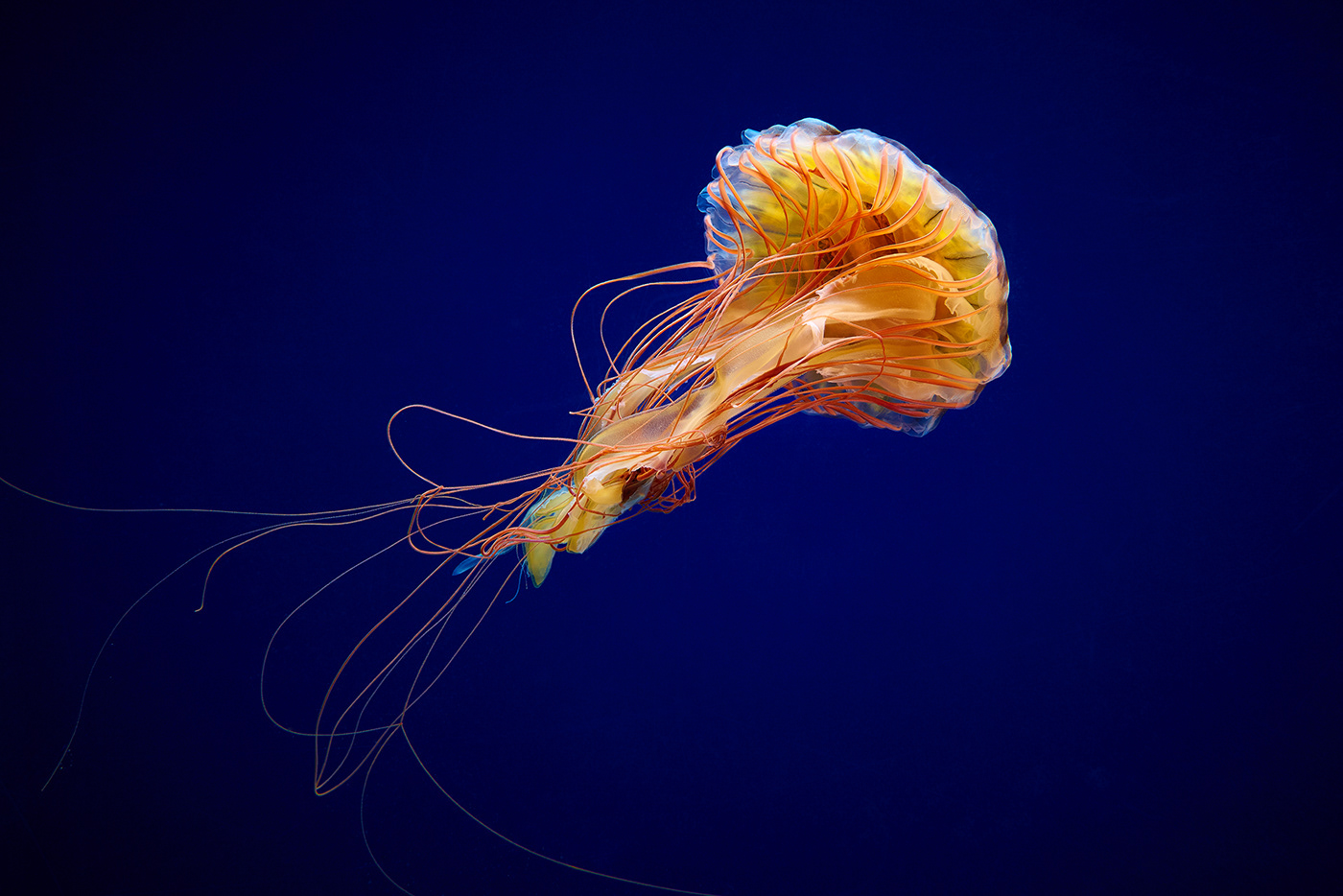 LocationPhotography mysticaquarium jellyfish aquarium Advertising 