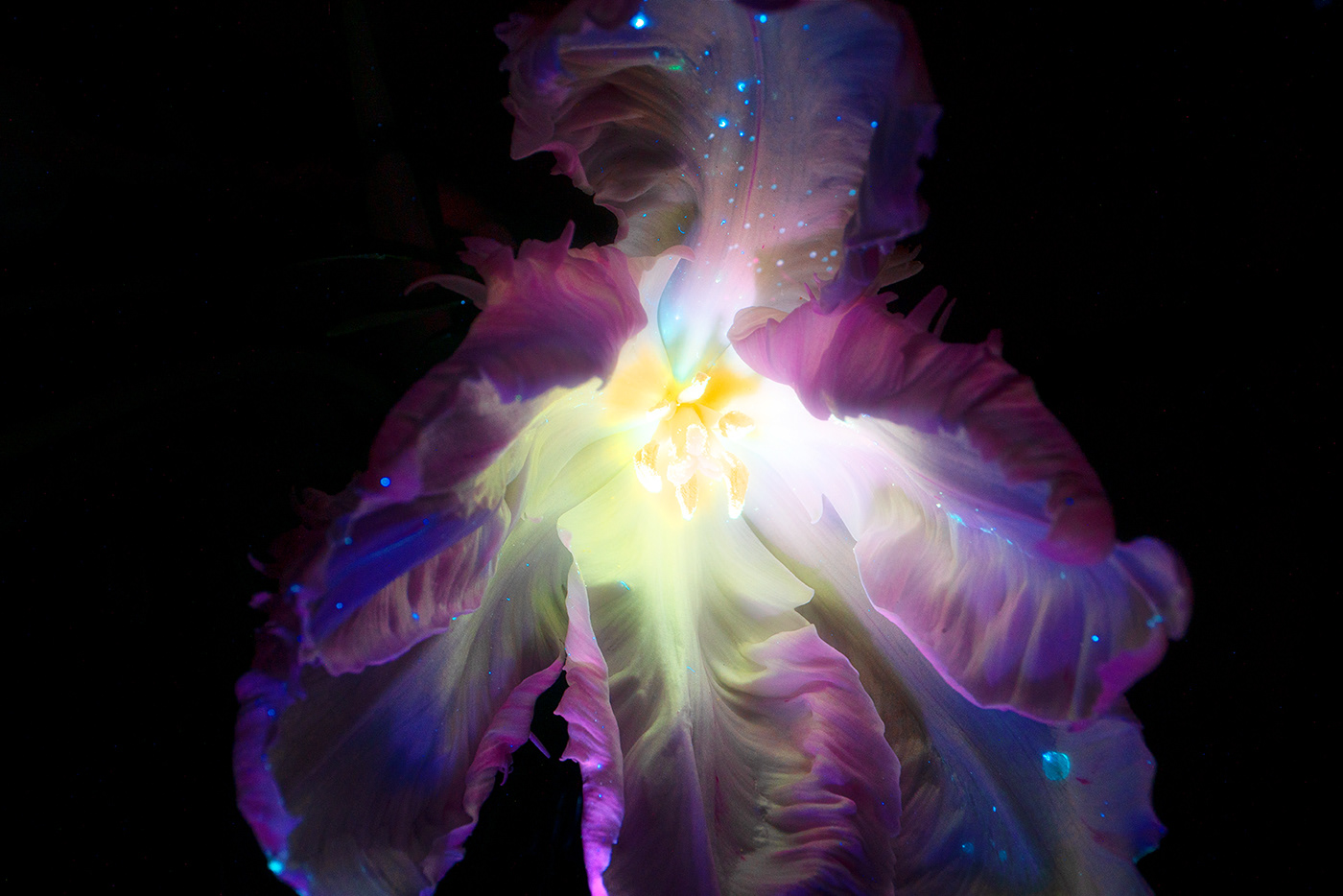 bioluminescence experiments floral Flowers macro Nature Photography  unseen uva