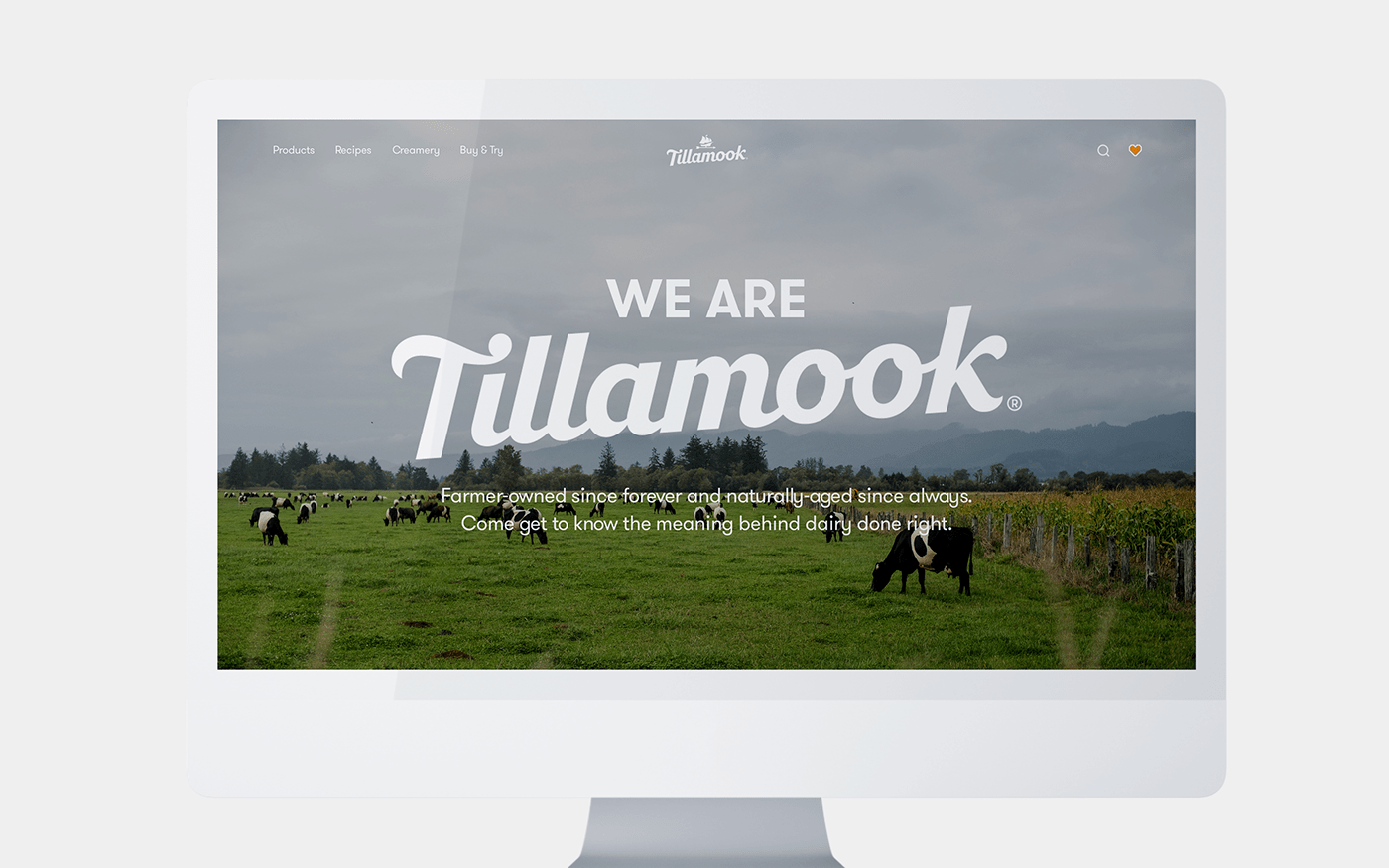 tillamook Website desktop mobile colorblock Dairy cpg UI Cheese #communicationarts