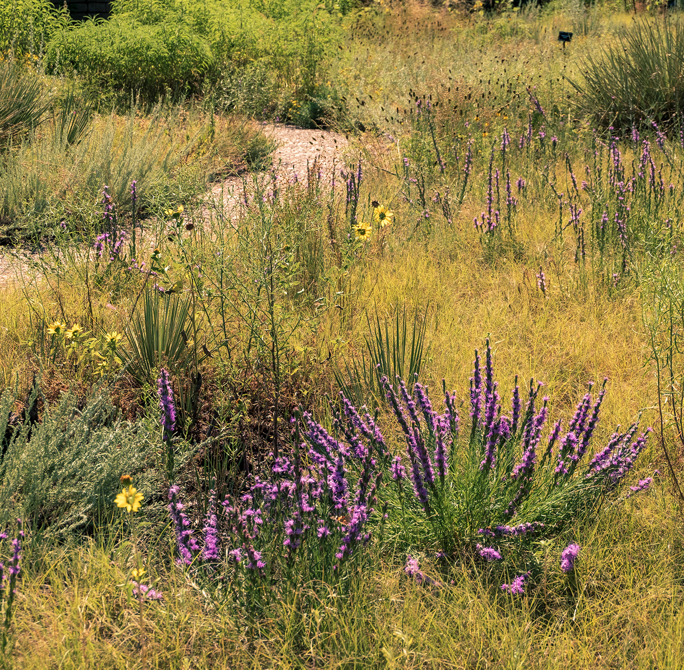 denver Botanic Gardens fujifilm Landscape Flowers plants