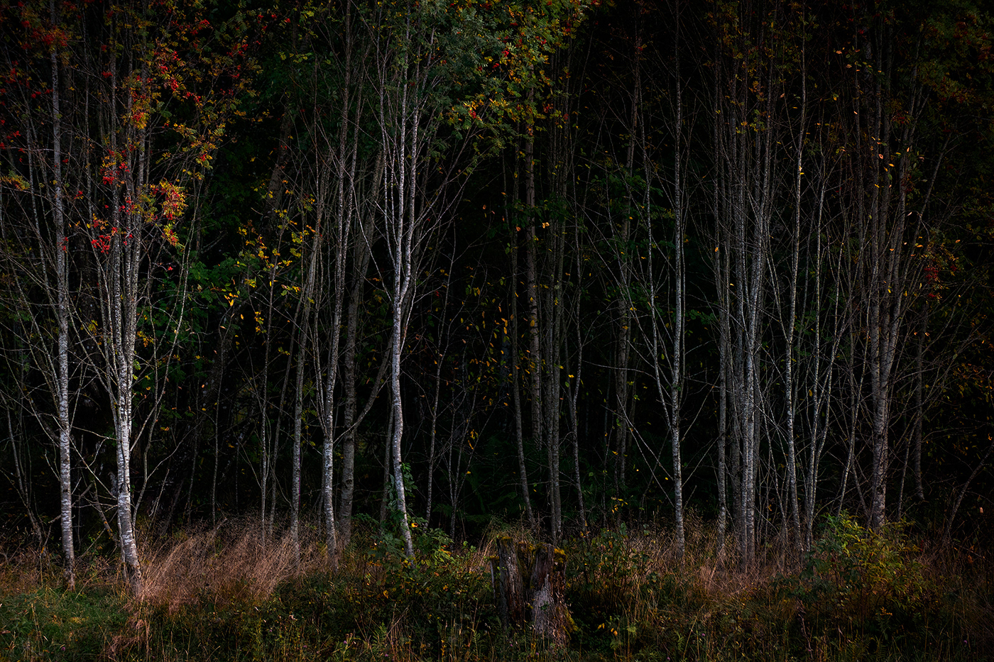 artwork autumn dark Fall forest Landscape leaves Nature photographer trees