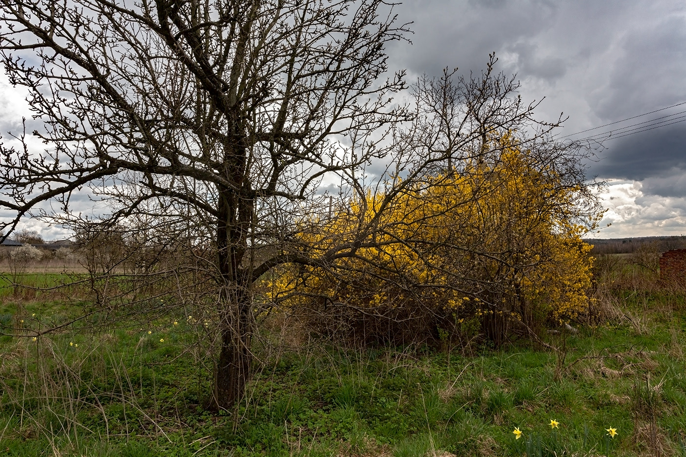 blossom bush Cloudy Sky grass meadow naked trees Narciso rural spring