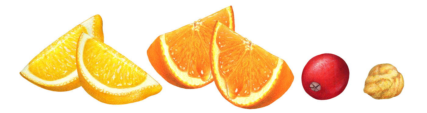 Stock illustrations of orange slices, lemon slices, a cranberry, and a hazelnut.