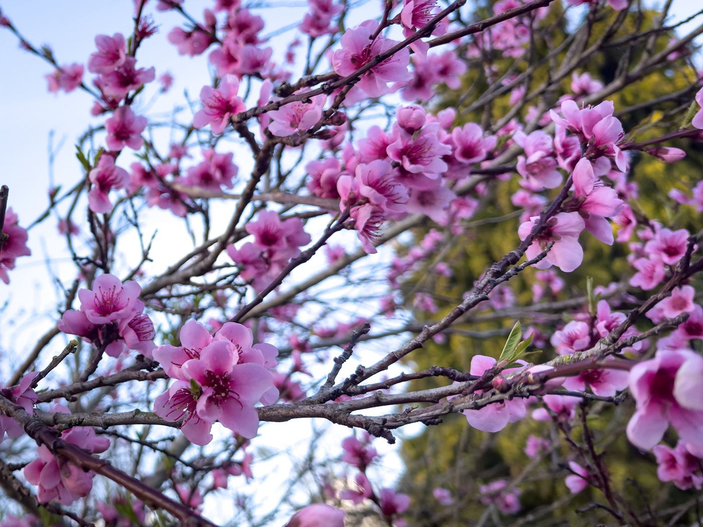 blossom flower spring france sakura pink Photography  lightroom Nature Cherry Blossom