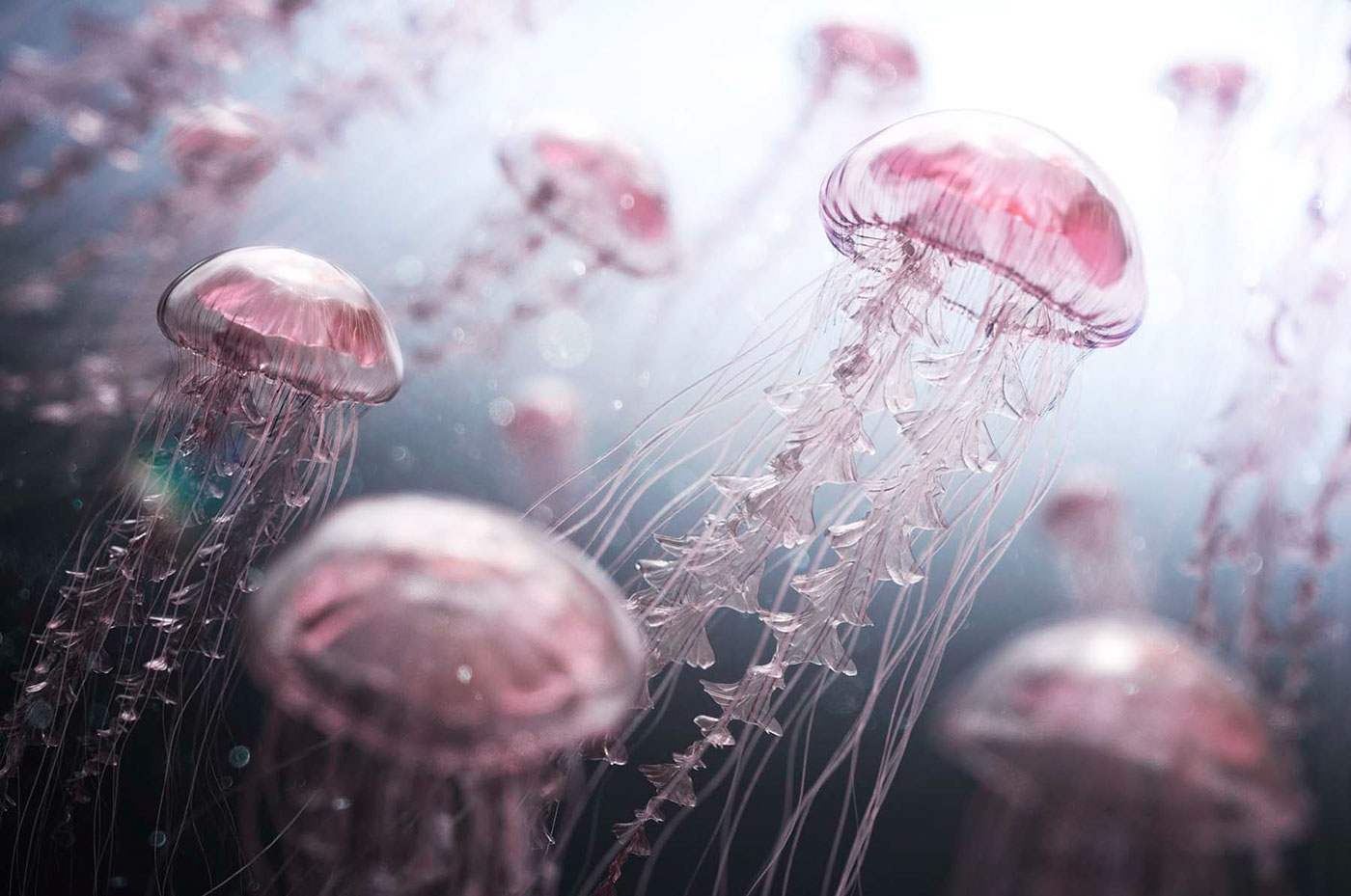 CGI vfx jellyfish underwater swarm feminine art pretty animal animals creature Character submerged light mood