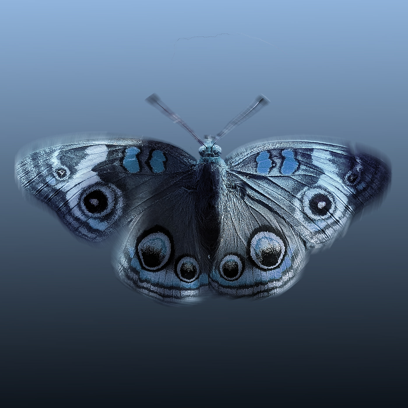shelby hanlon photographer butterfly eclipse moon Nature insect Photography  photoshop Macro Photography