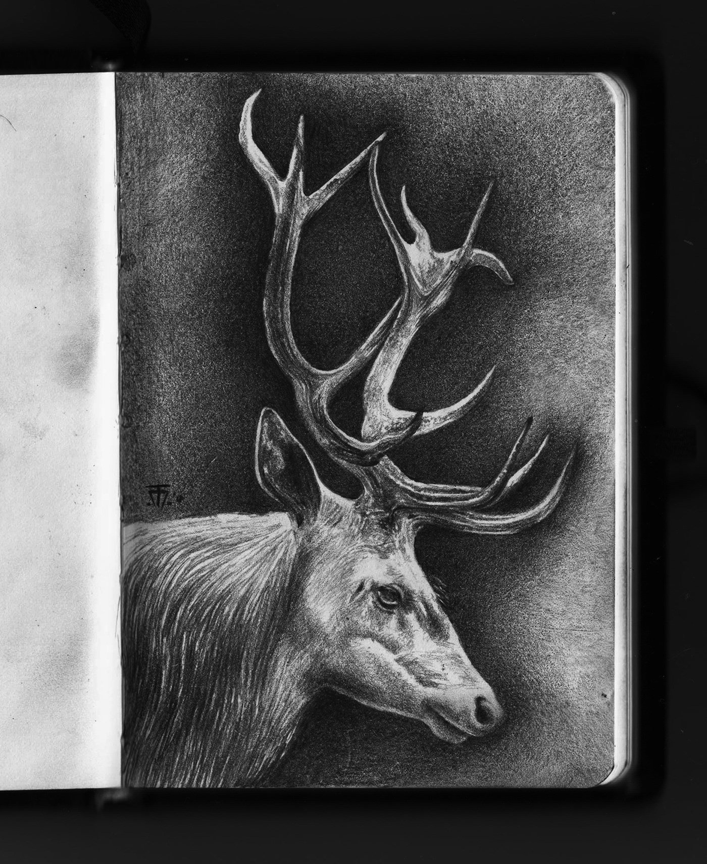 sketch daily pencil Drawing  graphite drawings dailysketch animals Love Realism