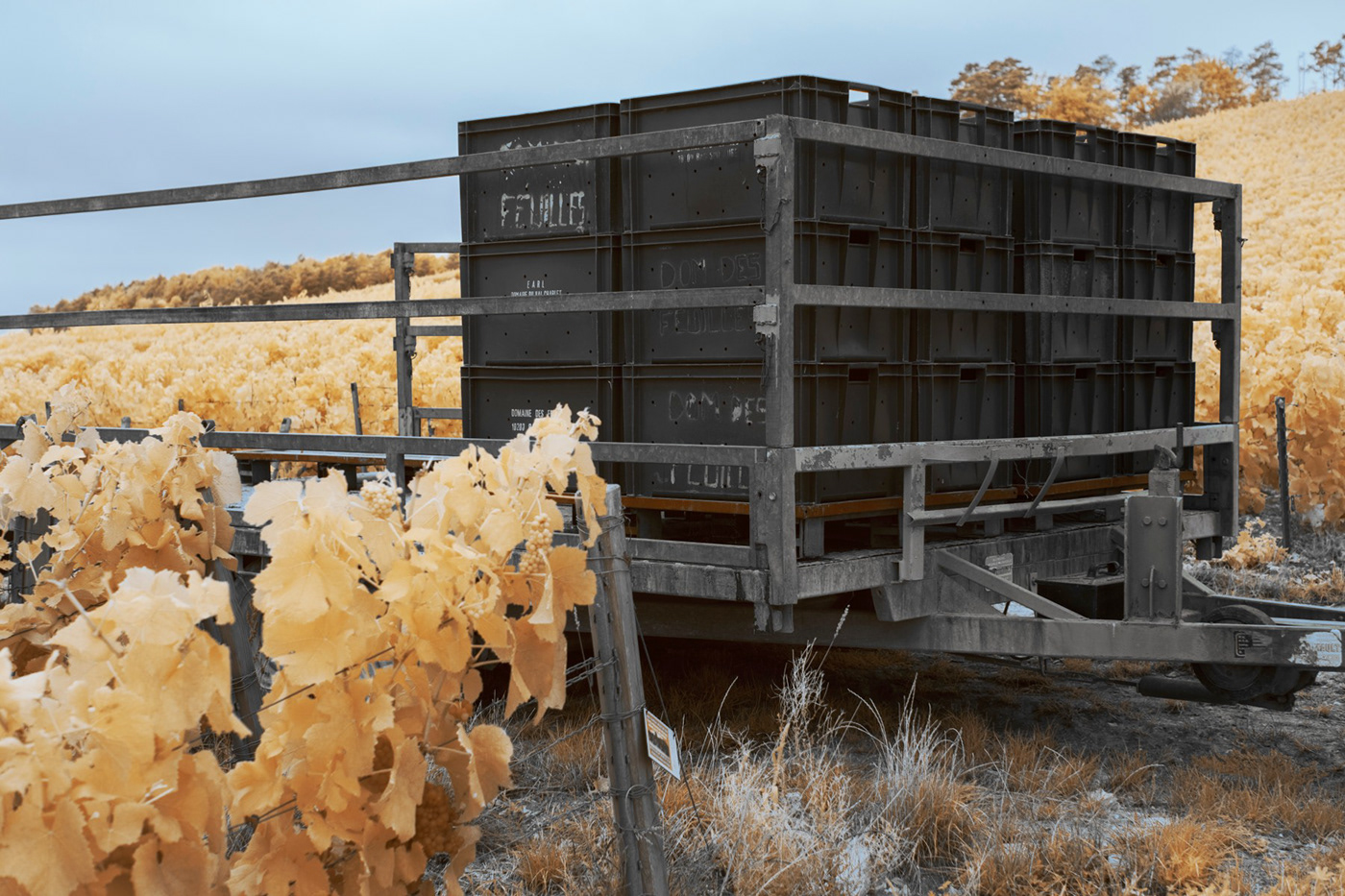 Champagne gold grapes harvest infrared infrared photography Landscape Nature Travel wine