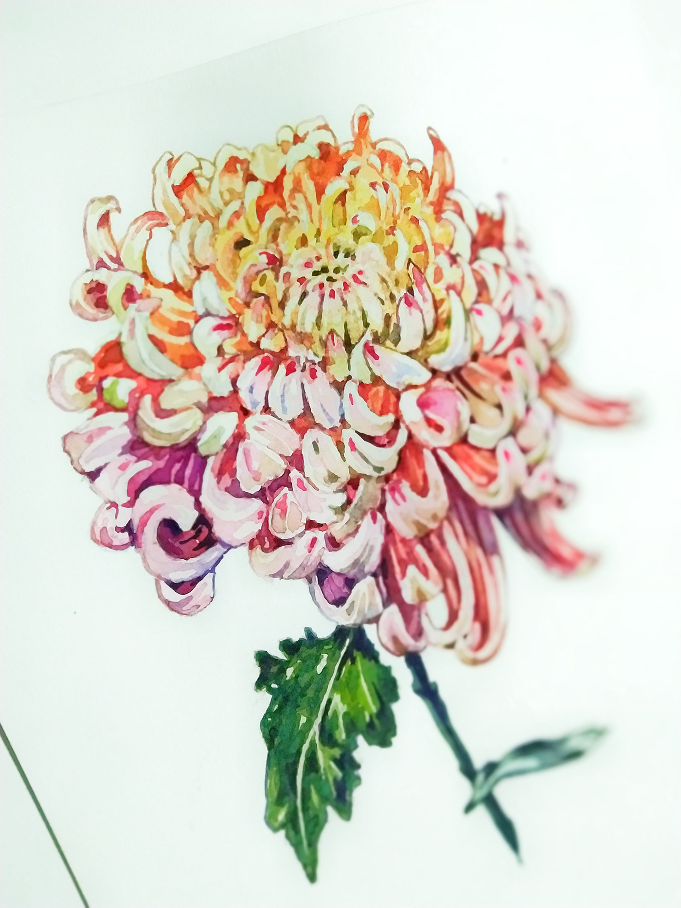 Chrysanthemum flower ILLUSTRATION  watercolor