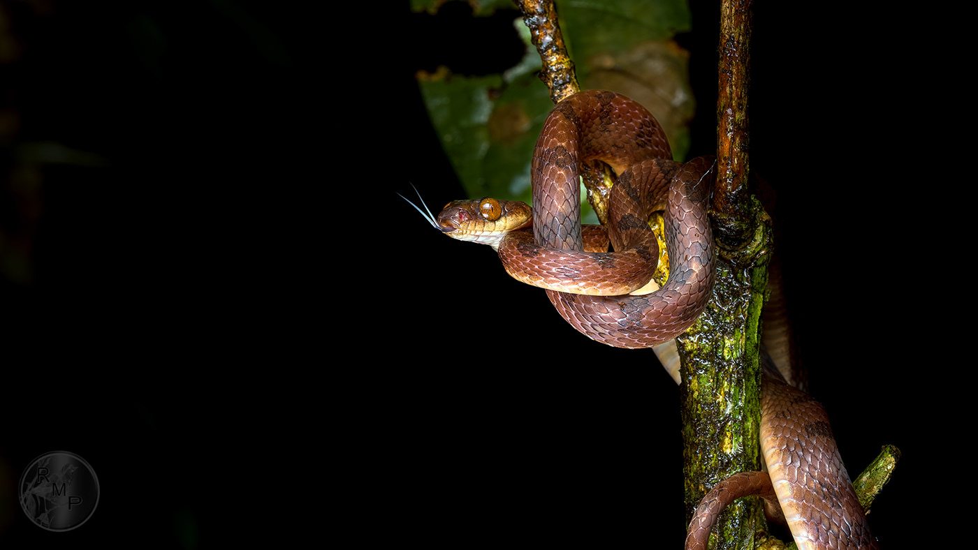 animal Canon Costa Rica. Macro Photography Nature photographer Photography  wildlife Wildlife photography